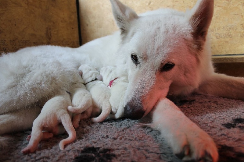 Chiots Lix Indra & Luzifers Fighter 13-07-2015