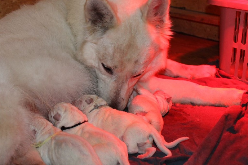 Chiots de Hi Story et K Daiko 01-01-2015