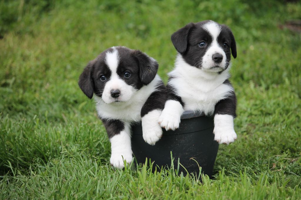 of Easy White - Welsh Corgi Cardigan - Portée née le 09/05/2019