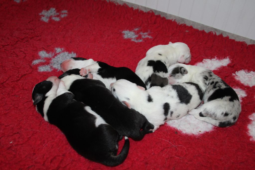 Chiot Welsh Corgi Cardigan of Easy White