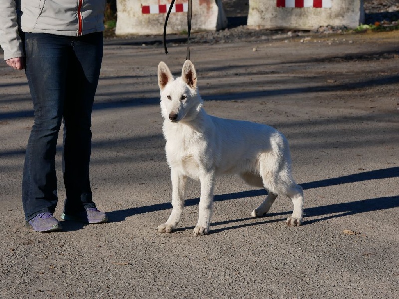 Chiot Berger Blanc Suisse of Easy White
