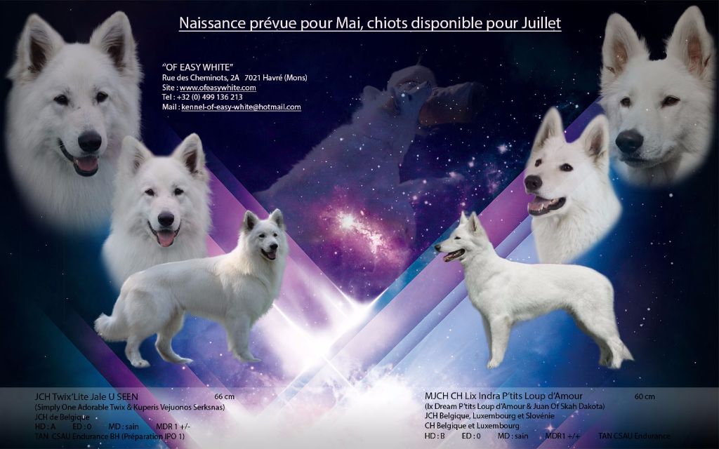 Chiot Berger Blanc Suisse of Easy White
