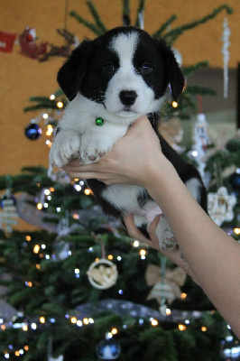 Winston