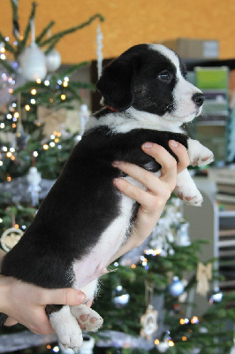 Watson