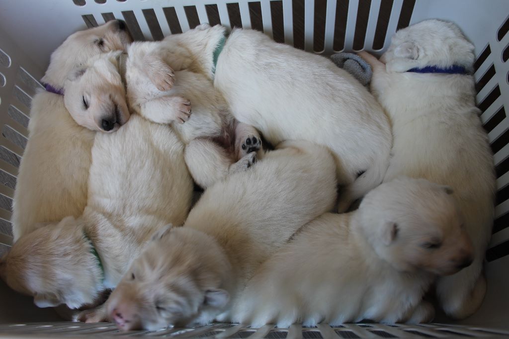 Chiot Berger Blanc Suisse of Easy White